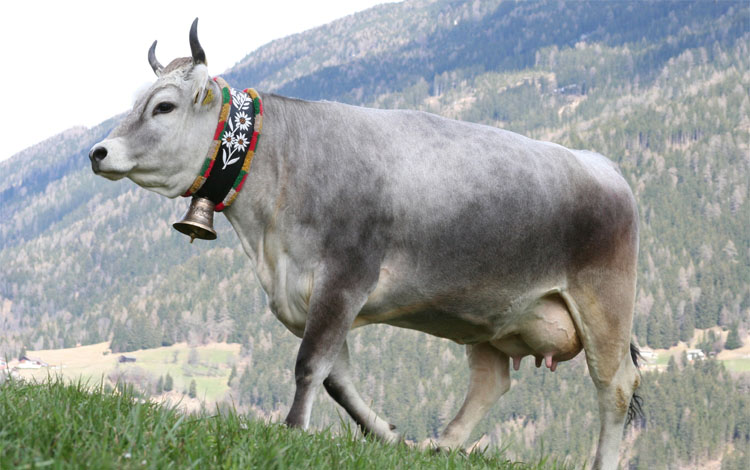 Tiroler Grauvieh Arche Austria Verein Zur Erhaltung Seltener 